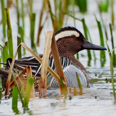 Bu yıl ilk kez görüntülendi