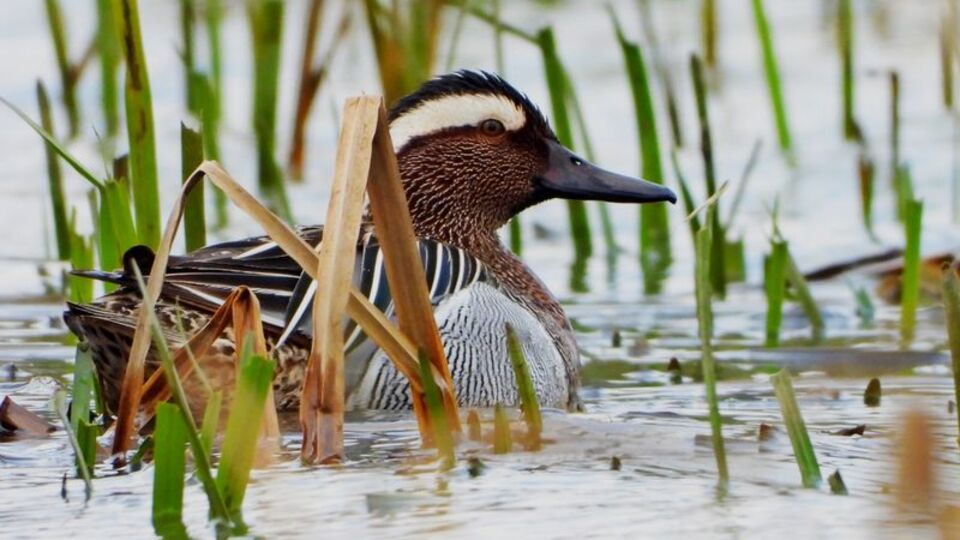 Bu yıl ilk kez görüntülendi