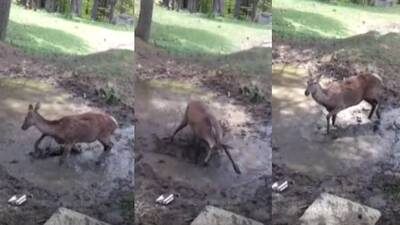 Su birikintisindeki oyunu gülümsetti