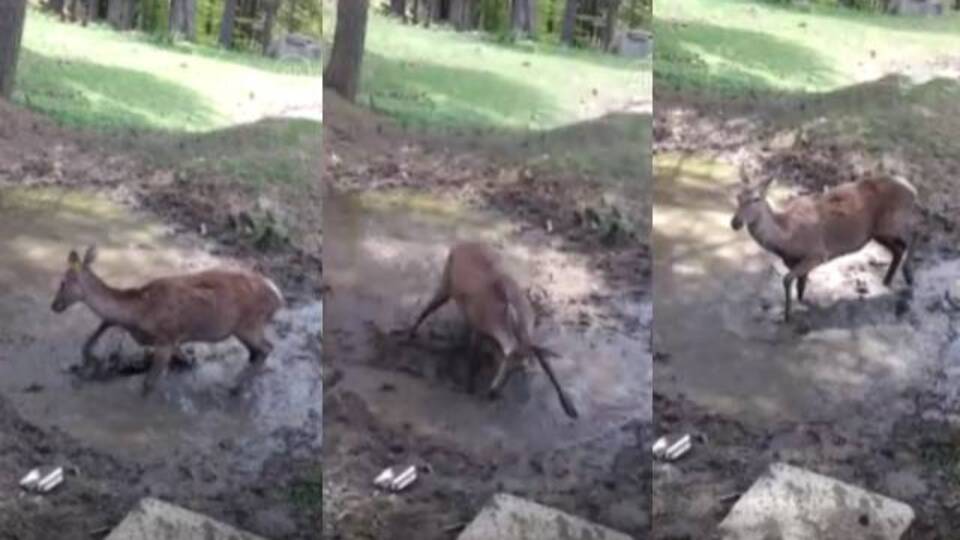 Su birikintisindeki oyunu gülümsetti