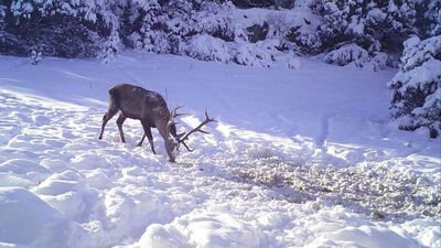 Yiyecek telaşları fotokapanlara yansıdı