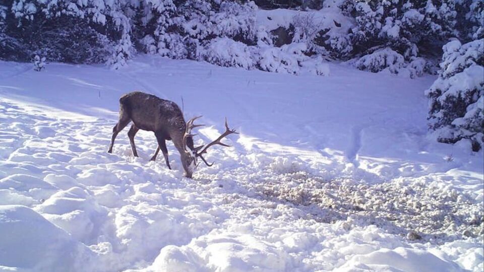 Yiyecek telaşları fotokapanlara yansıdı