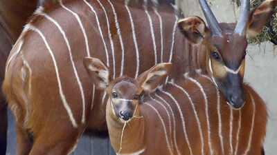 Dünyada sayıları 100'ü bulmuyor!