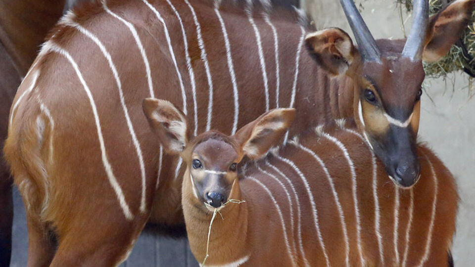Dünyada sayıları 100'ü bulmuyor!