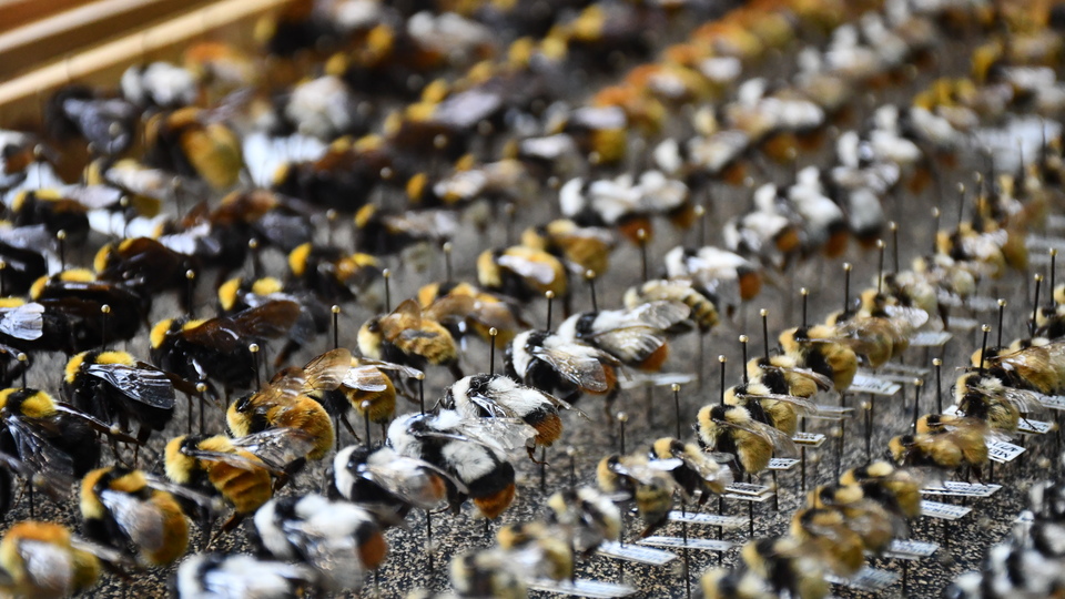 4 bin tür topladı... Sergilemek istiyor