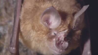 40 yıl sonra görüldü