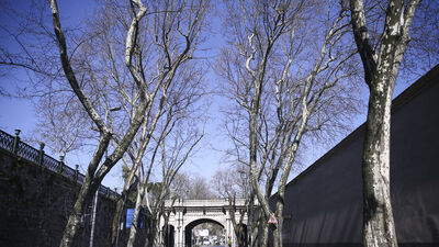 Çırağan Caddesi'nde kanserli 112 çınar kesildi