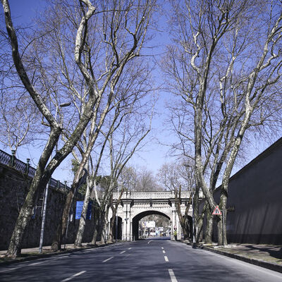 Çırağan Caddesi'nde kanserli 112 çınar kesildi