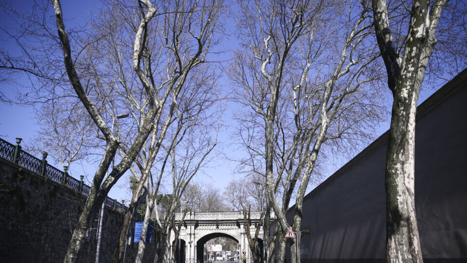 Çırağan Caddesi'nde kanserli 112 çınar kesildi