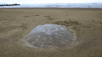 Turizm sezonu yaklaşırken o ili bekleyen tehlike!