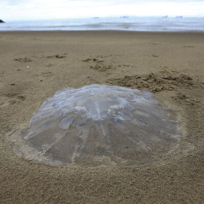 Turizm sezonu yaklaşırken o ili bekleyen tehlike!