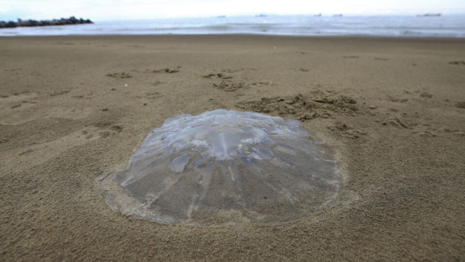 Turizm sezonu yaklaşırken o ili bekleyen tehlike!