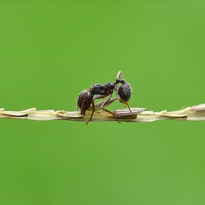 Karıncalar kanserli hücreleri koklayarak ayırt edebiliyor
