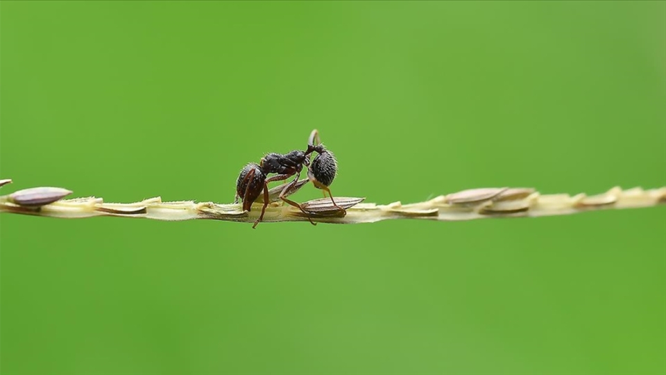 Karıncalar kanserli hücreleri koklayarak ayırt edebiliyor