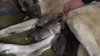 Kangal yavrusunun çıkardığı ses şaşırttı