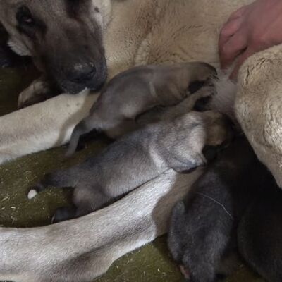 Kangal yavrusunun çıkardığı ses şaşırttı