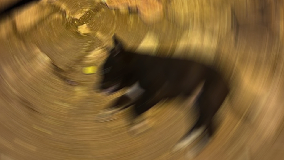 İddia kan dondurdu! Çok sayıda köpeği zehirlediler