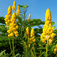 Sinameki otunun faydaları