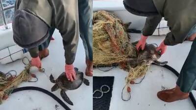 Ağa takılmıştı... Böyle kurtarıldı