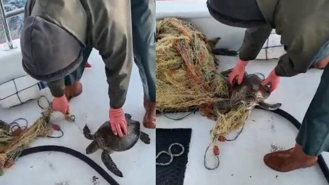 Ağa takılmıştı... Böyle kurtarıldı