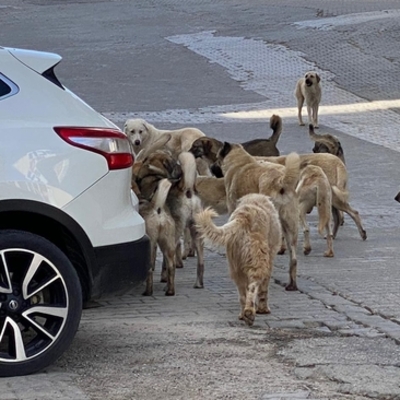 Sokak hayvanları için çözüm nerede?