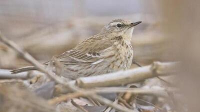 13 yıl sonra yeniden görüntülendi