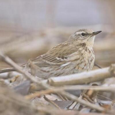 13 yıl sonra yeniden görüntülendi