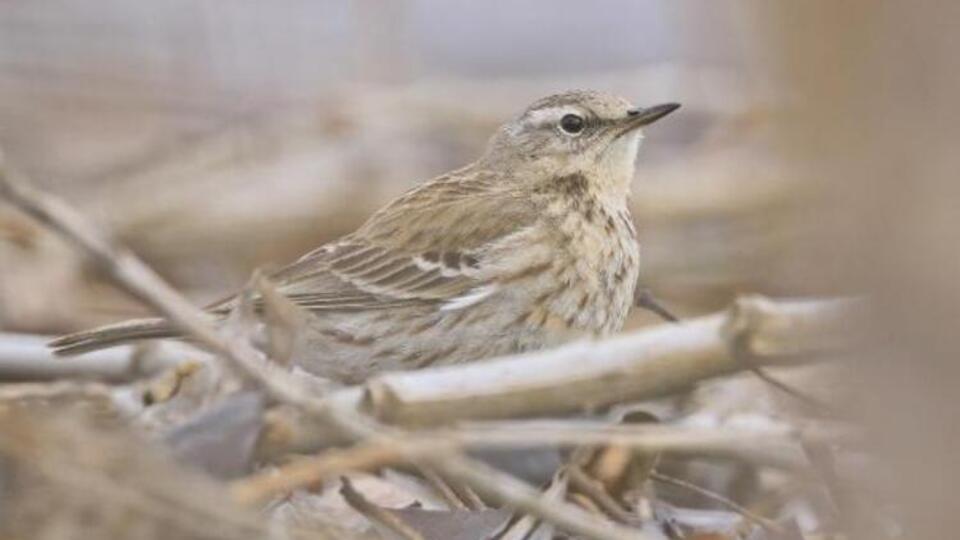 13 yıl sonra yeniden görüntülendi