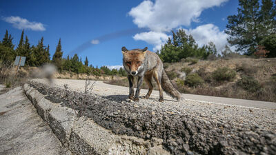 Vatandaşların verdiği yiyeceklerle besleniyor