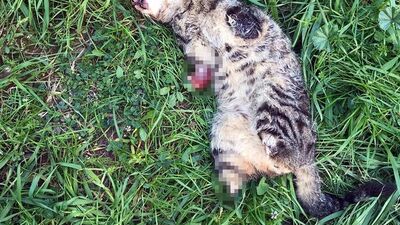 Yine aynı ilçe... Ayaklarını kesip öldürmüşler!