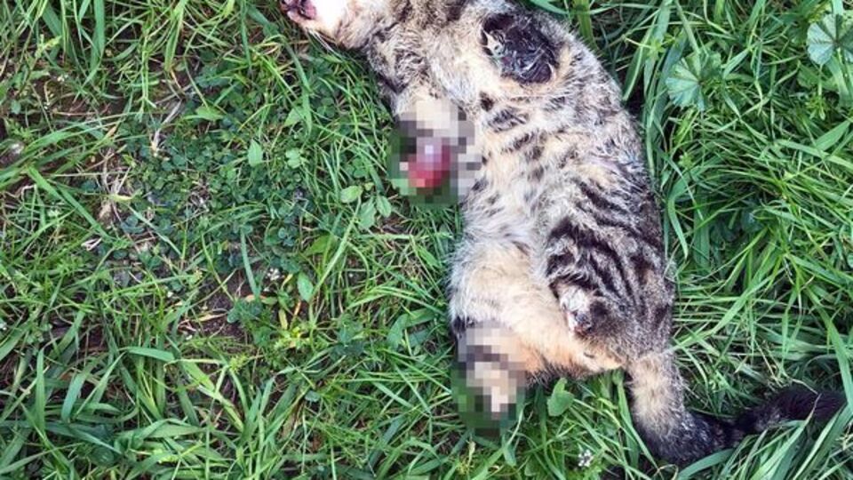 Yine aynı ilçe... Ayaklarını kesip öldürmüşler!