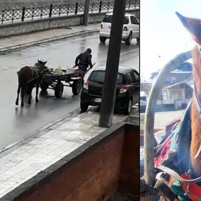 İzleyenlerin gözünü yaşartmıştı, o attan haber var!