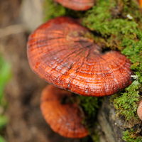 Reishi mantarının faydaları
