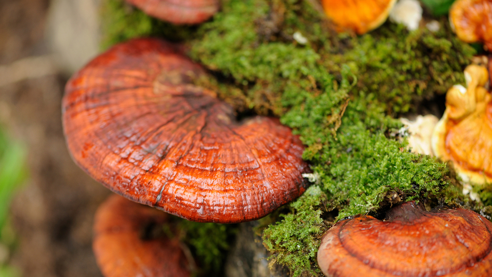 Reishi mantarının faydaları