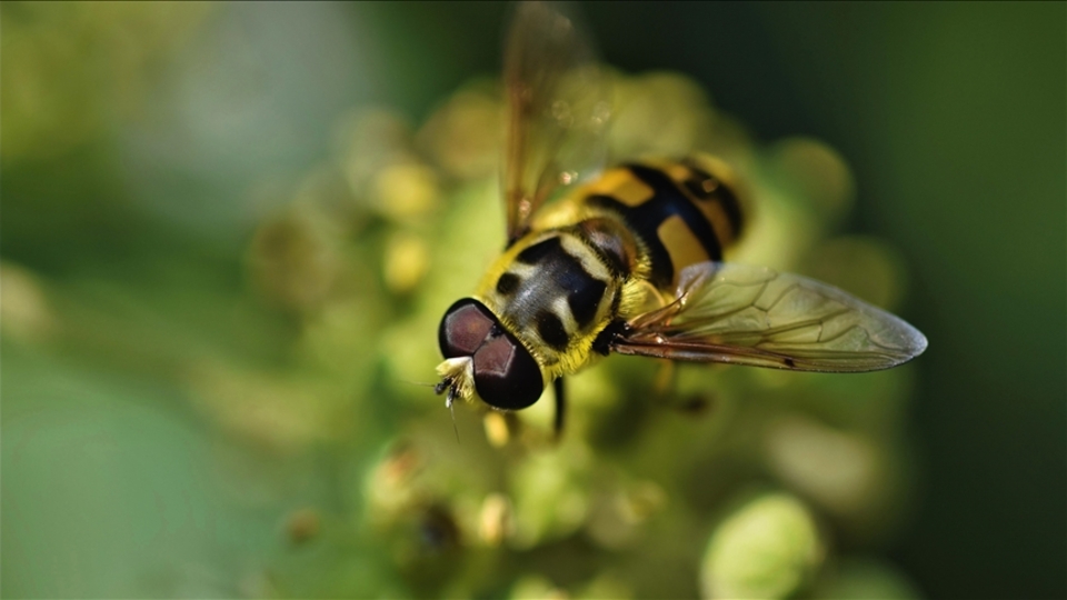 İHA'ların tespiti için çiçek sinekleri inceleniyor