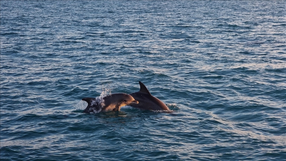 Fethiye Limanı'ndan İskenderun'a kadar taranıyor
