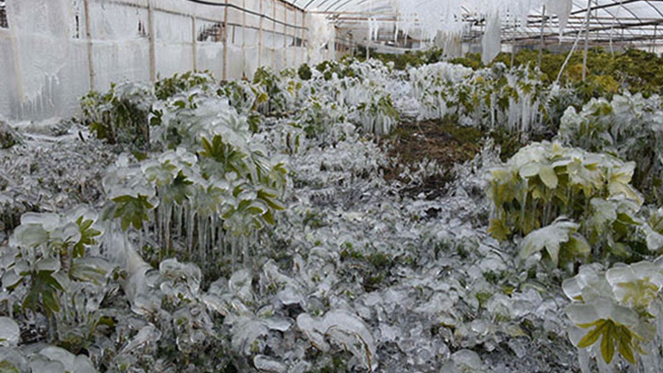 Meteorolojiden zirai don uyası!