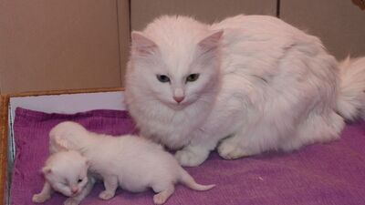 Yılın ilk yavruları!