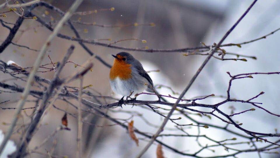 Türkiye'de bu kış daha fazla görüldü! İşte nedeni