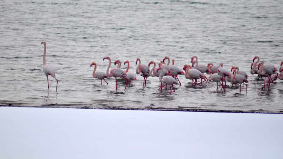 İvriz Barajı bu yıl da flamingoları misafir etti