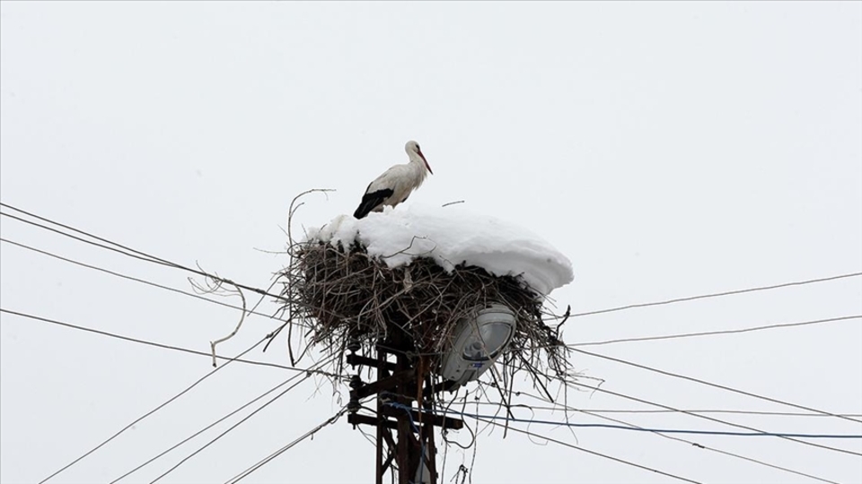 Leyleklerin yuvalarına yiyecek bıraktılar