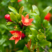 Nar çiçeği faydaları