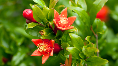 Nar çiçeği faydaları