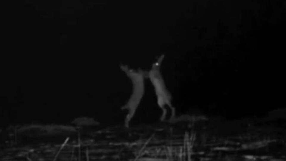 Kavgacı tavşanlar fotokapana böyle yansıdı