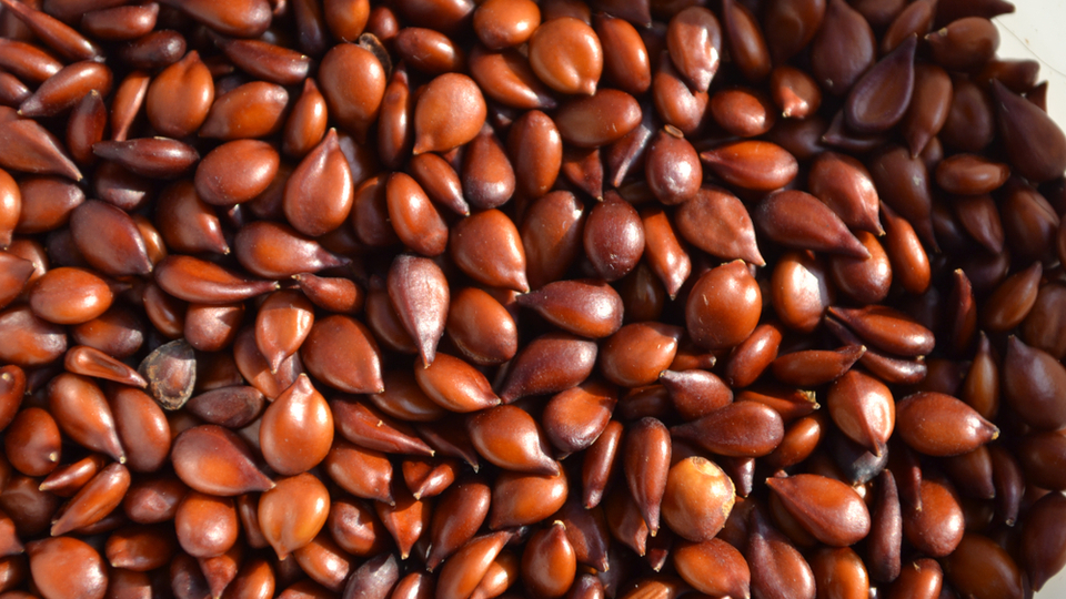 Ayva çekirdeğinin mucizevi faydaları