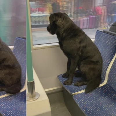 Soğuktan üşüyen köpek tramvaya bindi