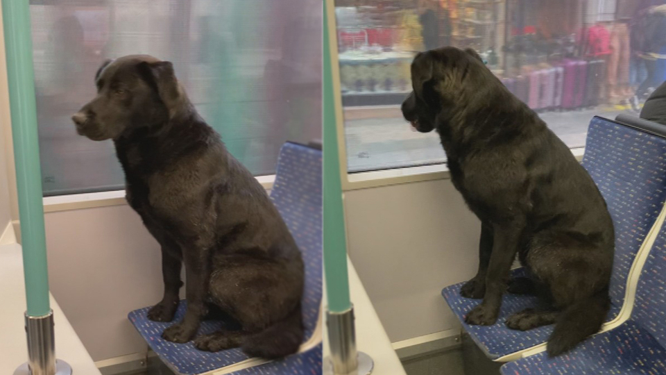 Soğuktan üşüyen köpek tramvaya bindi