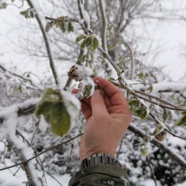 Kar yağışı fındık fiyatını yükseltti