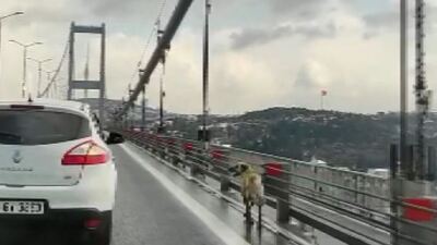 Köprüden geçen köpek için güvenlik şeridi oluşturdular