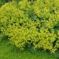 Aslan pençesi bitkisi faydaları